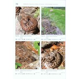 Terralog 16: Venomous Snakes of Europe, Northern, Central and Western Asia/Giftschlangen Europas, Nord-, Zentral- und Westasiens