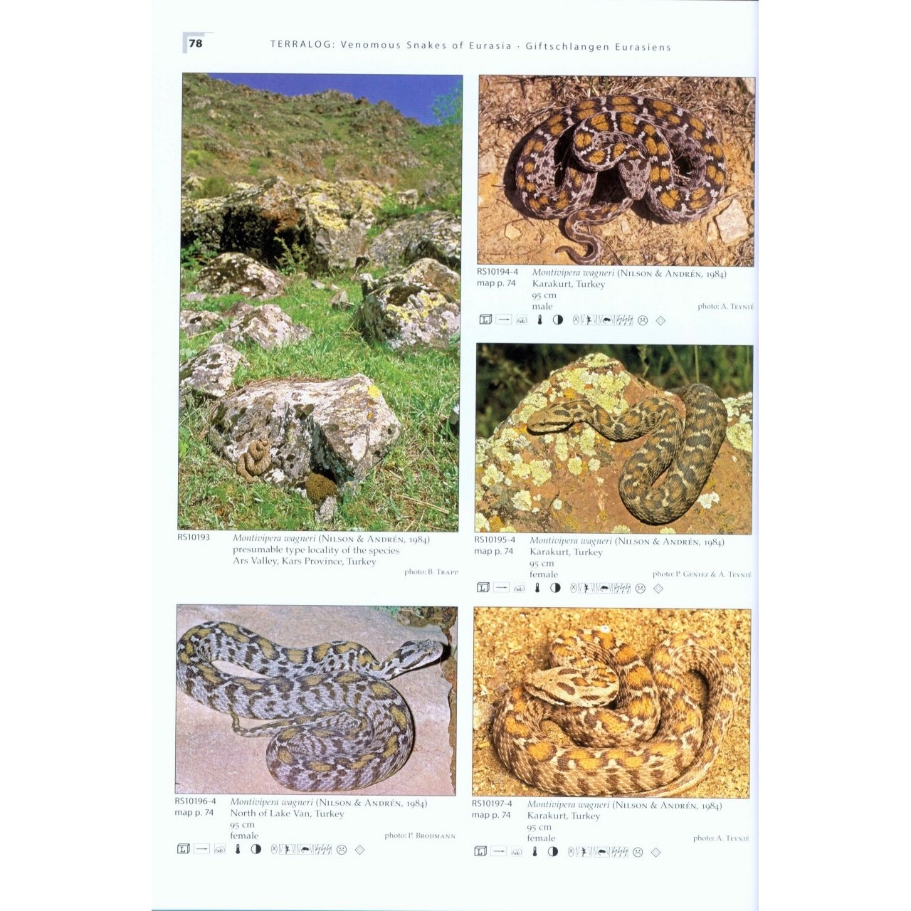 Terralog 16: Venomous Snakes of Europe, Northern, Central and Western Asia/Giftschlangen Europas, Nord-, Zentral- und Westasiens