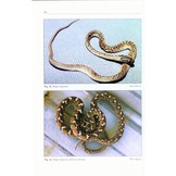 A Guide to the Snakes of Pakistan