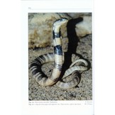 A Guide to the Snakes of Pakistan