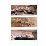 The Amphibians and Reptiles of the Western Sahara