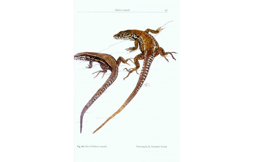 The Lizards of Italy and Adjacent Areas