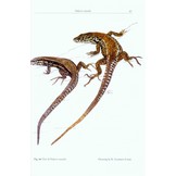 The Lizards of Italy and Adjacent Areas