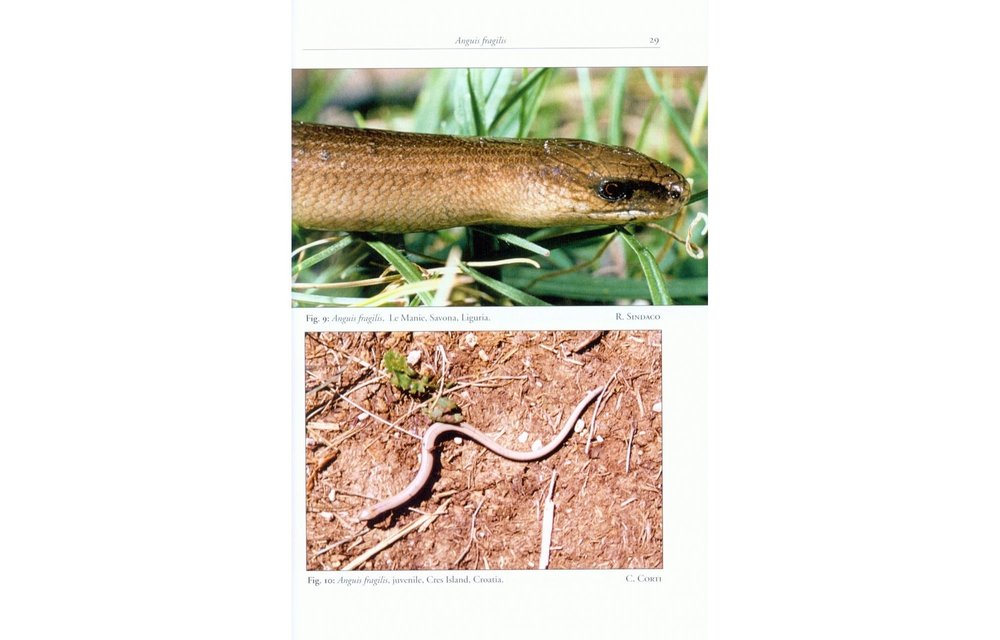 The Lizards of Italy and Adjacent Areas