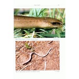 The Lizards of Italy and Adjacent Areas