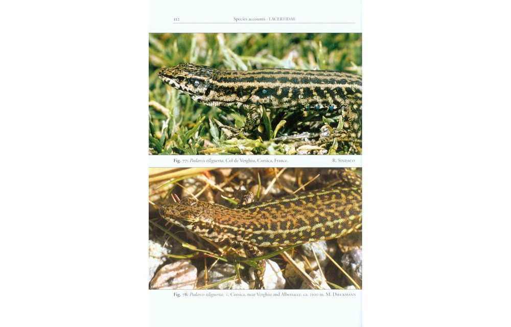 The Lizards of Italy and Adjacent Areas