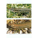 The Lizards of Italy and Adjacent Areas