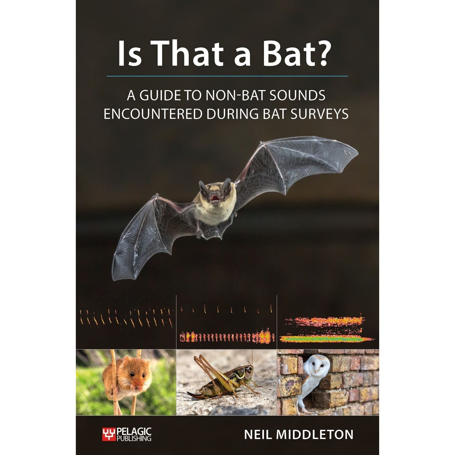 Is That a Bat? A Guide to Non-Bat Sounds Encountered During Bat Surveys