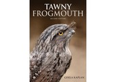 Tawny Frogmouth