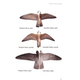 Birds of Prey of Australia - A Field Guide