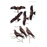 Birds of Prey of Australia - A Field Guide