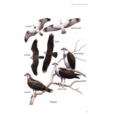 Birds of Prey of Australia - A Field Guide