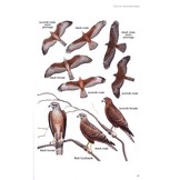 Birds of Prey of Australia - A Field Guide