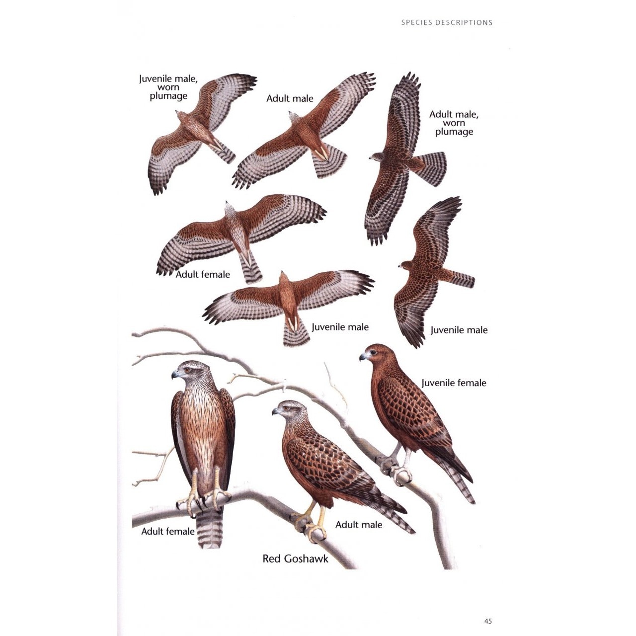 Birds of Prey of Australia A Field Guide