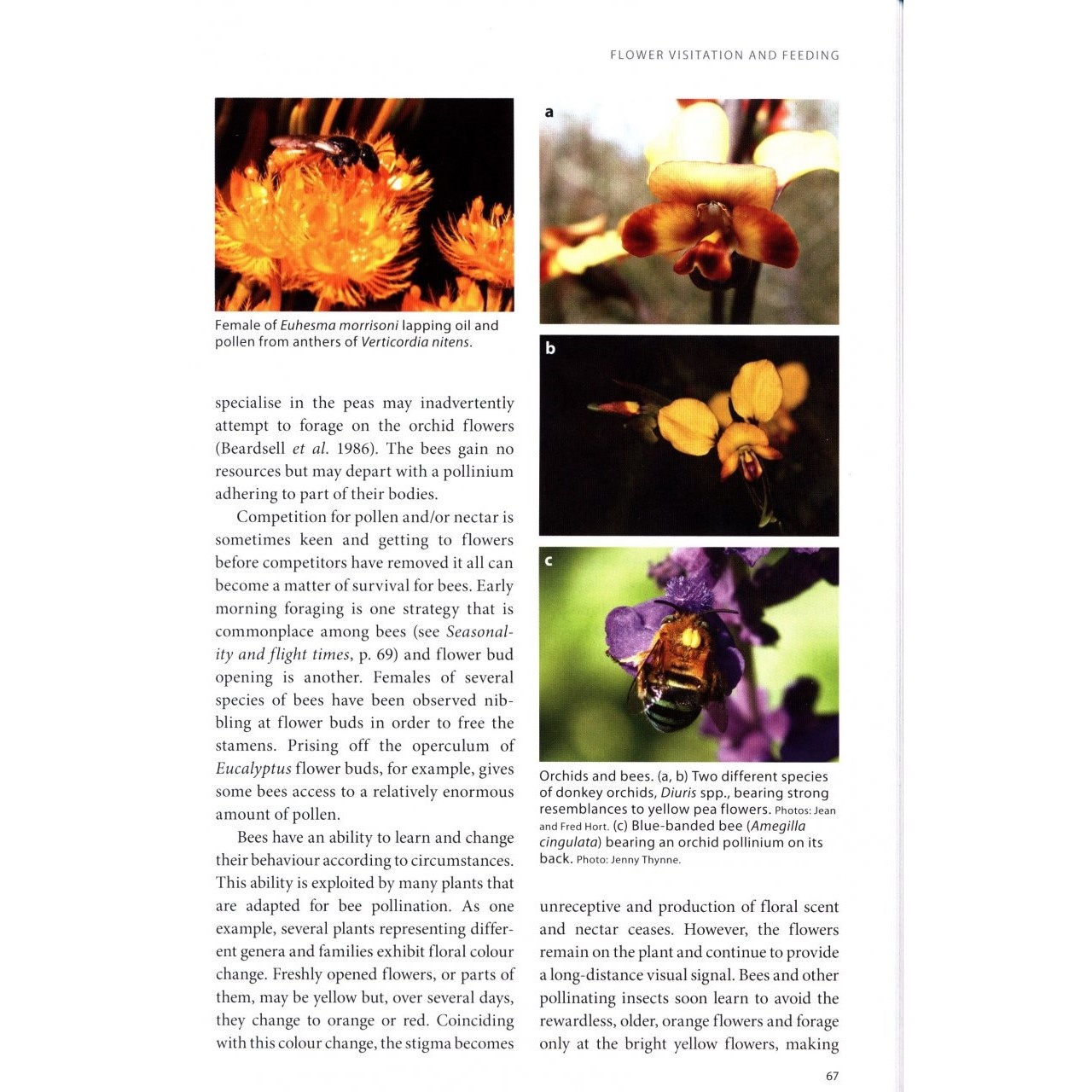 A Guide to Native Bees of Australia