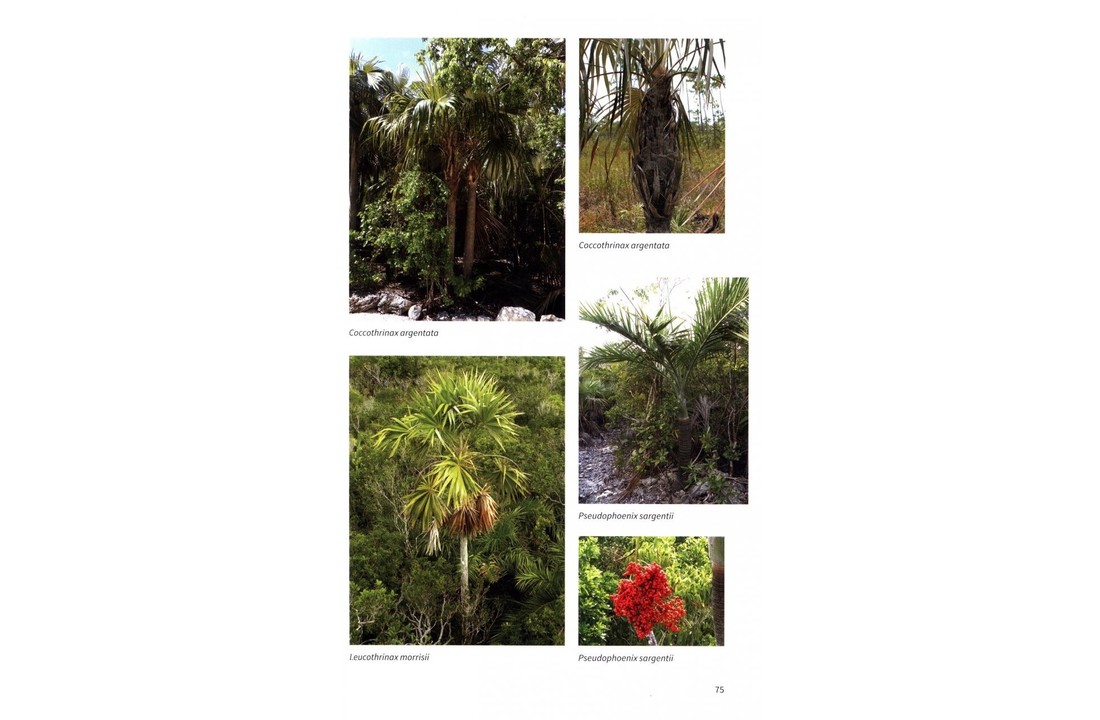 The Natural History of The Bahamas - A Field Guide