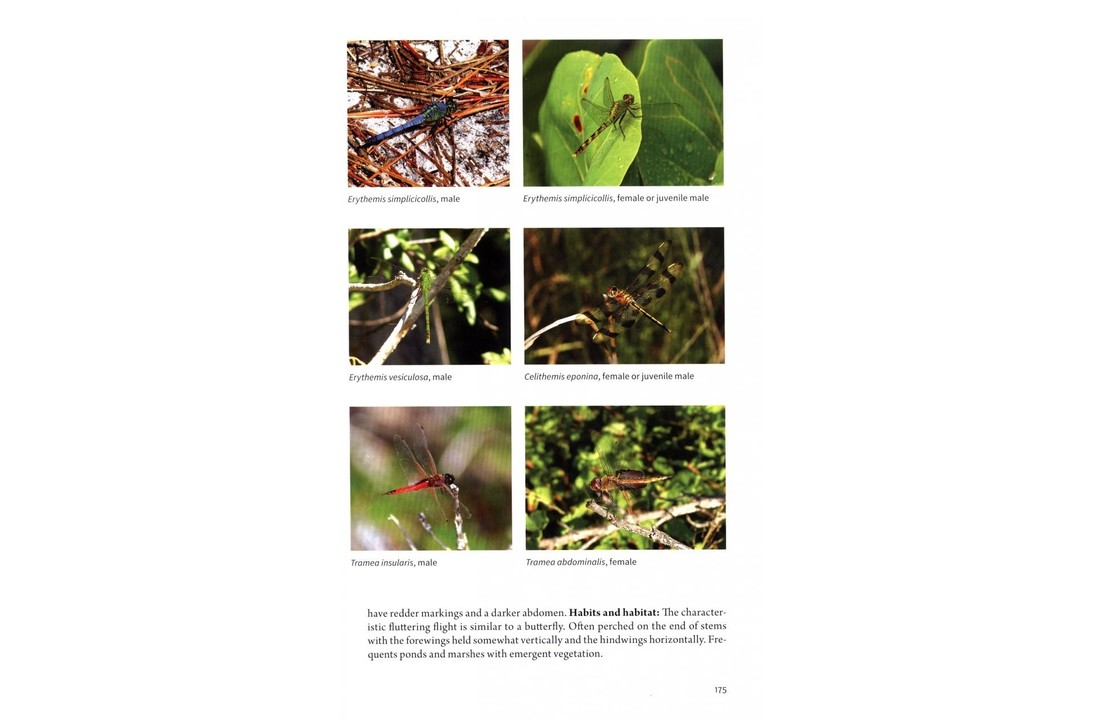 The Natural History of The Bahamas - A Field Guide