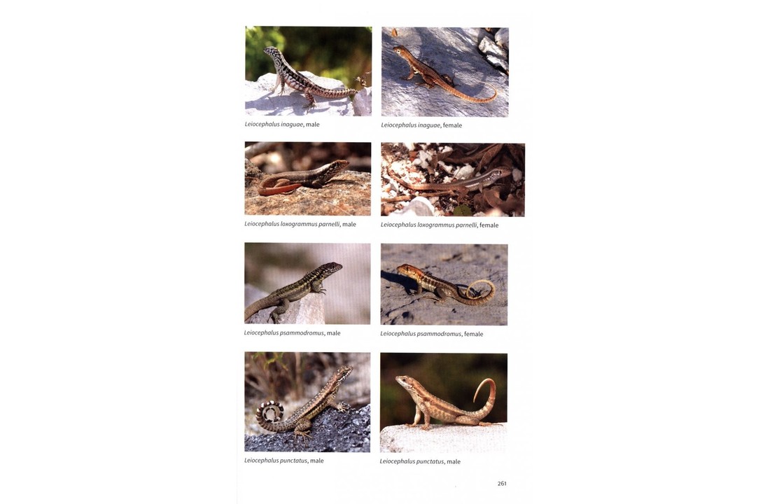 The Natural History of The Bahamas - A Field Guide