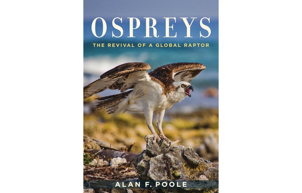 Ospreys - The Revival of a Global Raptor