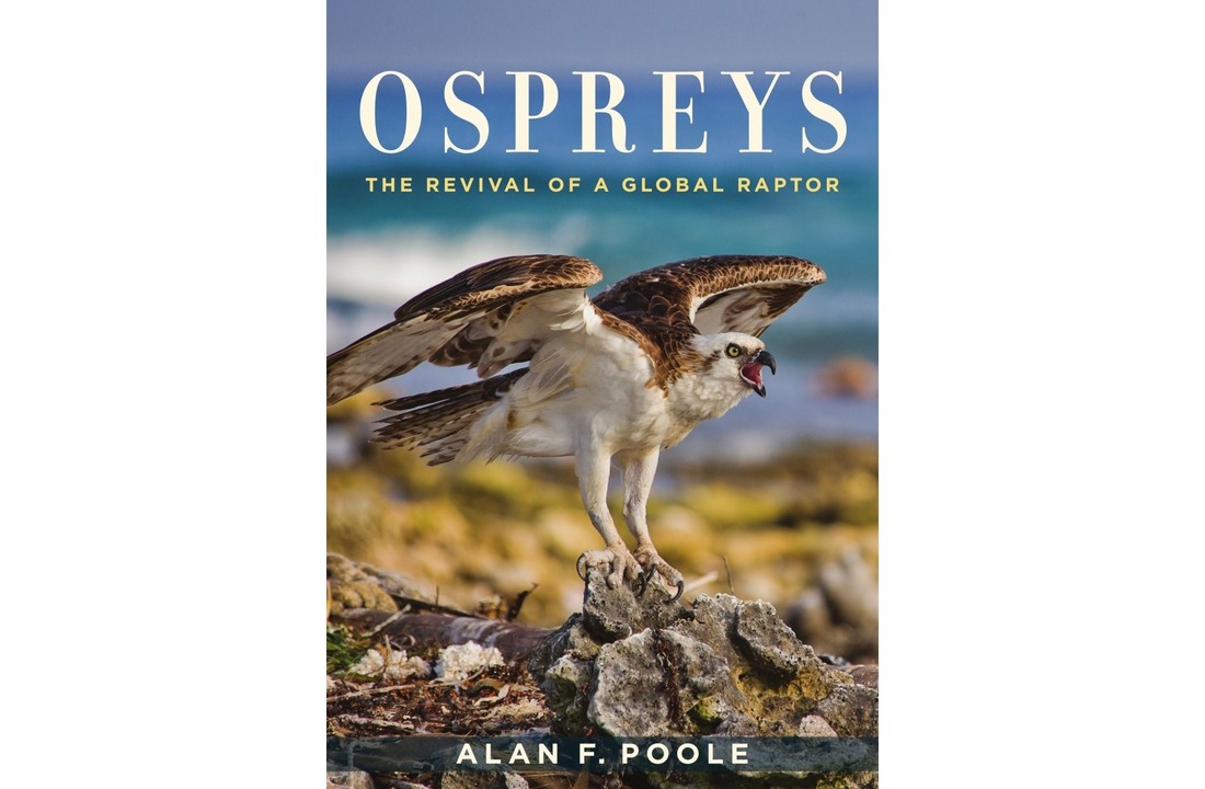 Ospreys - The Revival of a Global Raptor