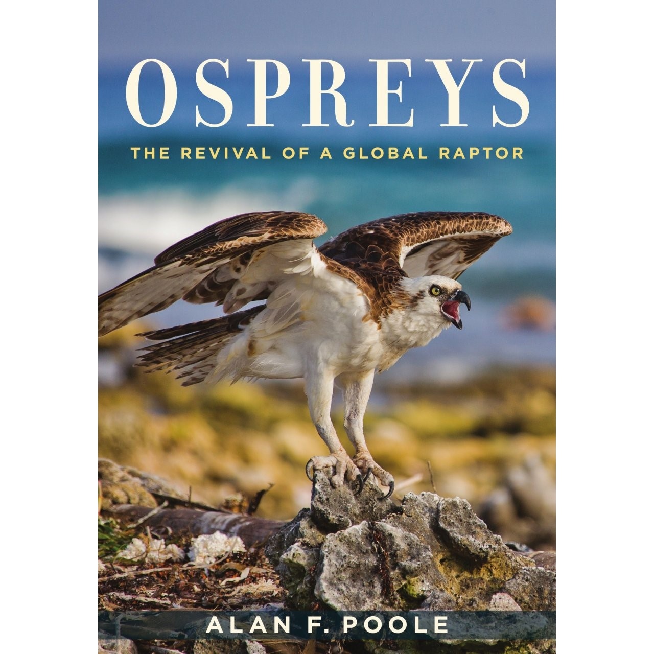 Ospreys - The Revival of a Global Raptor