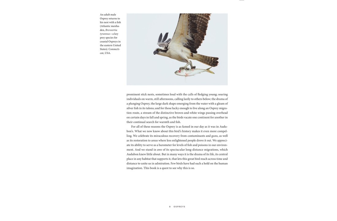 Ospreys - The Revival of a Global Raptor