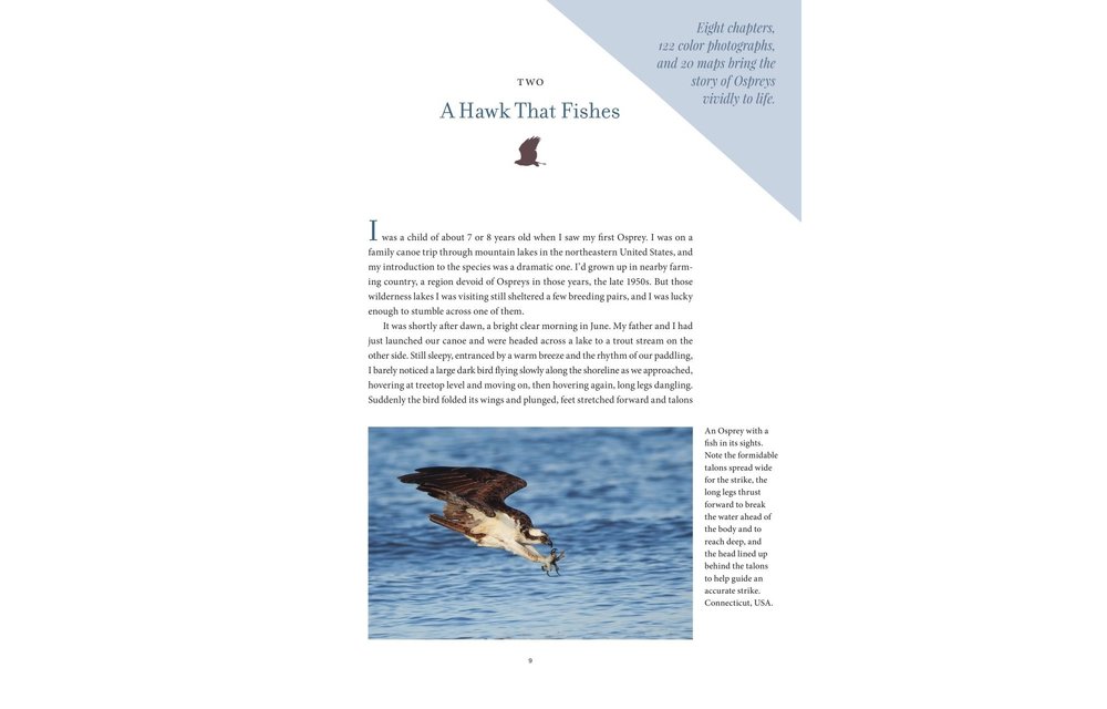 Ospreys - The Revival of a Global Raptor