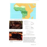 Snakes of Central and Western Africa