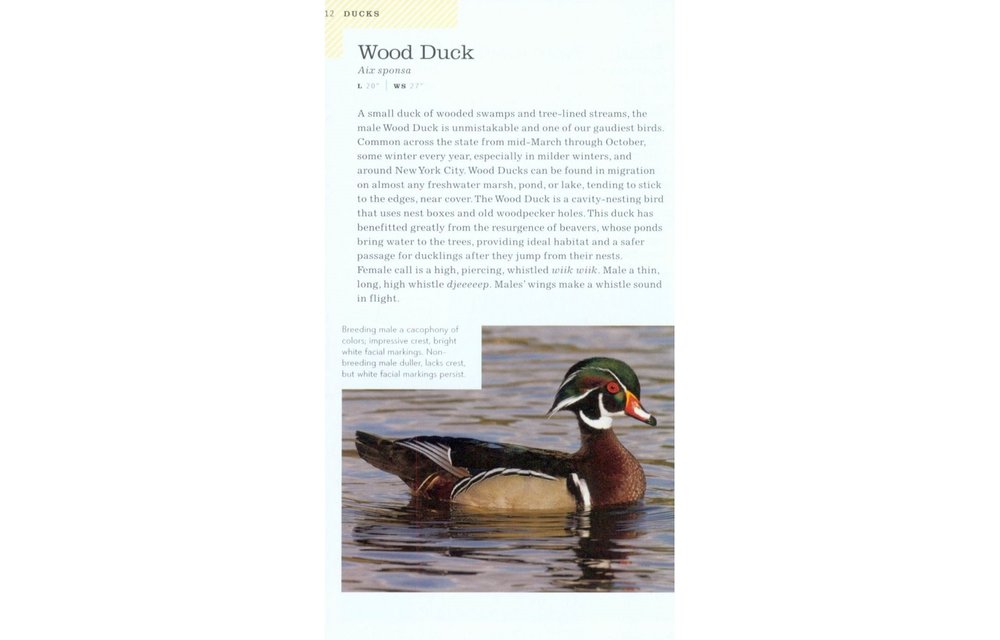 American Birding Association Field Guide to Birds of New York