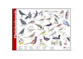 Identification Card Countryside Birds