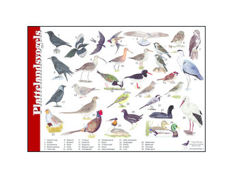 Identification Card Countryside Birds