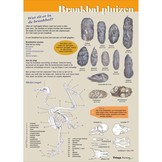 Edukaart Het Leven in een Braakbal