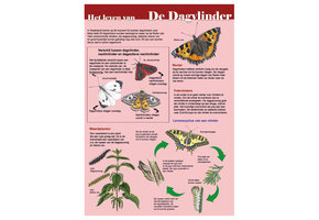 Edukaart Het Leven van de Dagvlinder