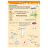 Edukaart Het Leven van de Paddenstoel