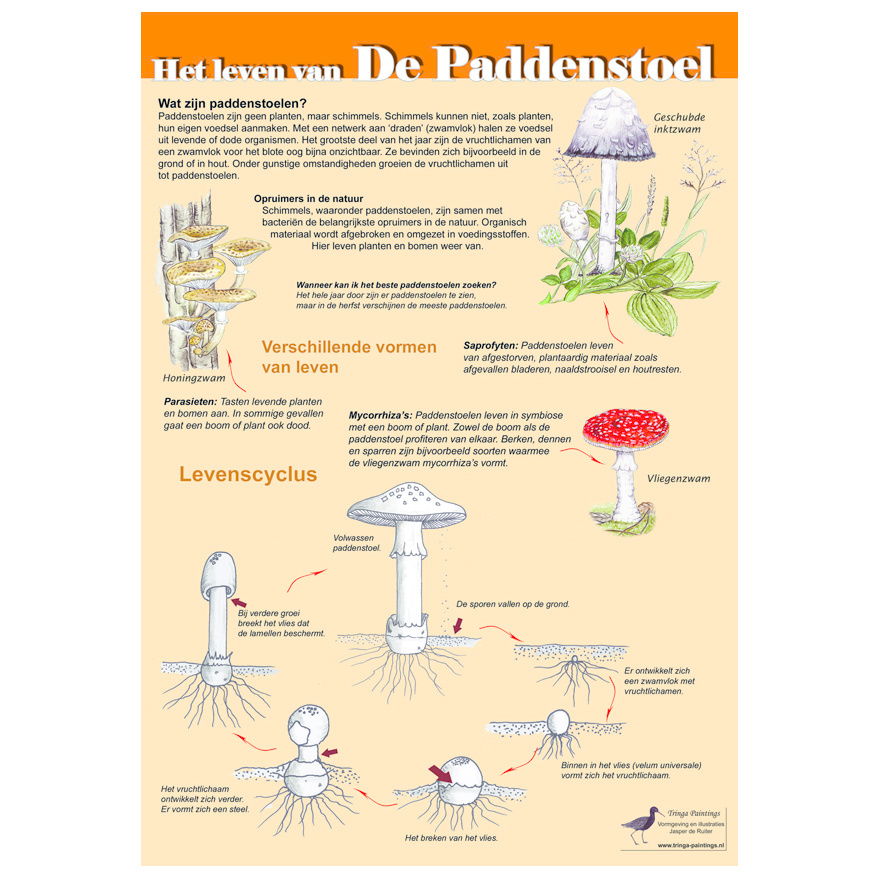 Edukaart Het Leven van de Paddenstoel