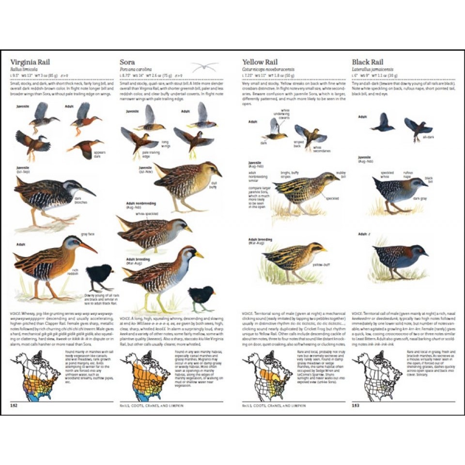 The North American Bird Guide 2nd Edition: : David Sibley: Helm