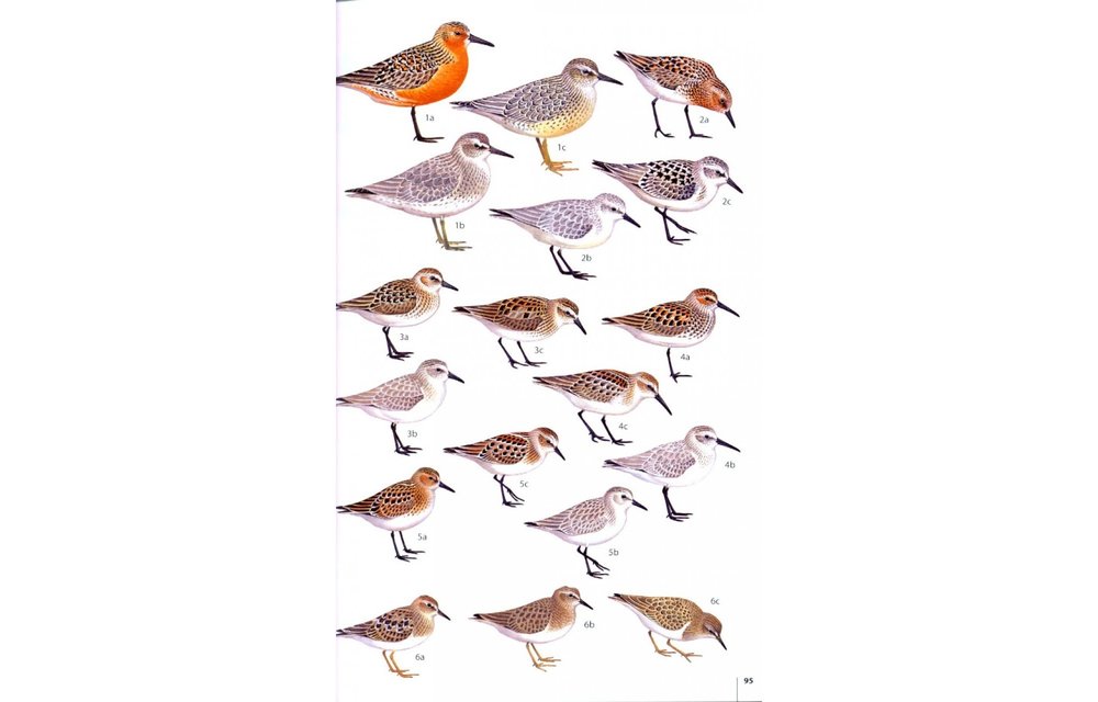 Birds of the Atlantic Islands