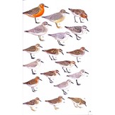 Birds of the Atlantic Islands