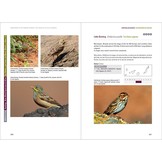 Rare Birds of the Canary Islands/Aves raras de las Islas Canarias