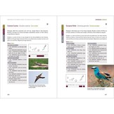 Rare Birds of the Canary Islands/Aves raras de las Islas Canarias