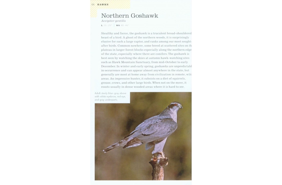 American Birding Association Field Guide to Birds of Pennsylvania
