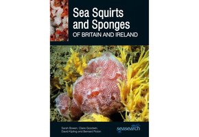 Sea Squirts and Sponges of Britain and Ireland