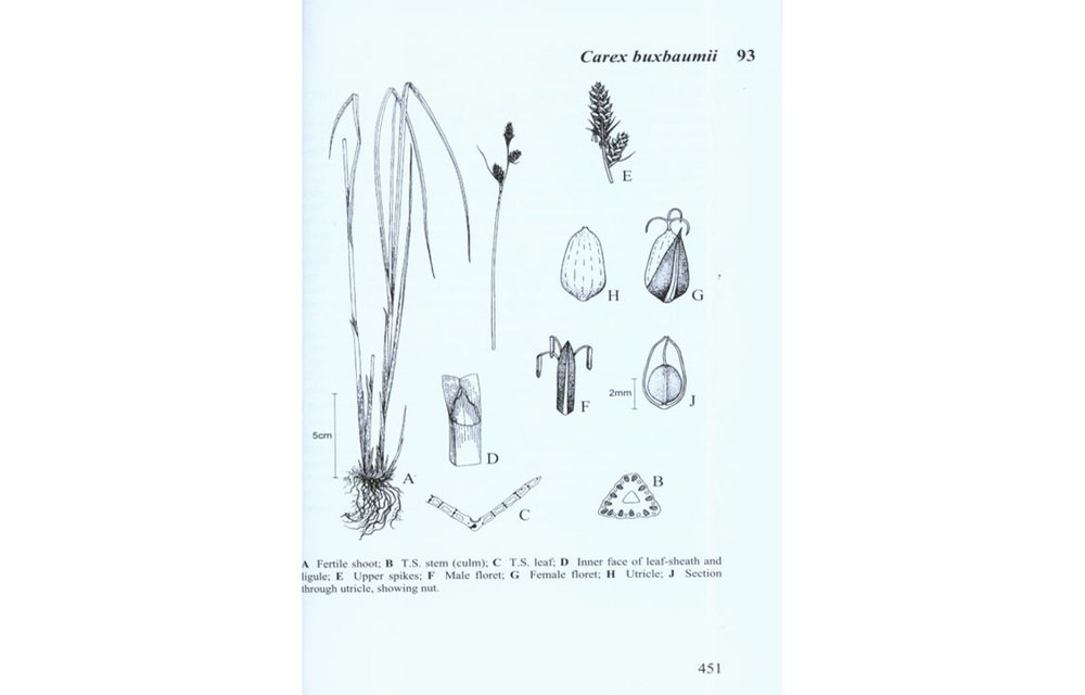 Sedges of the British Isles - BSBI Handbook No. 1