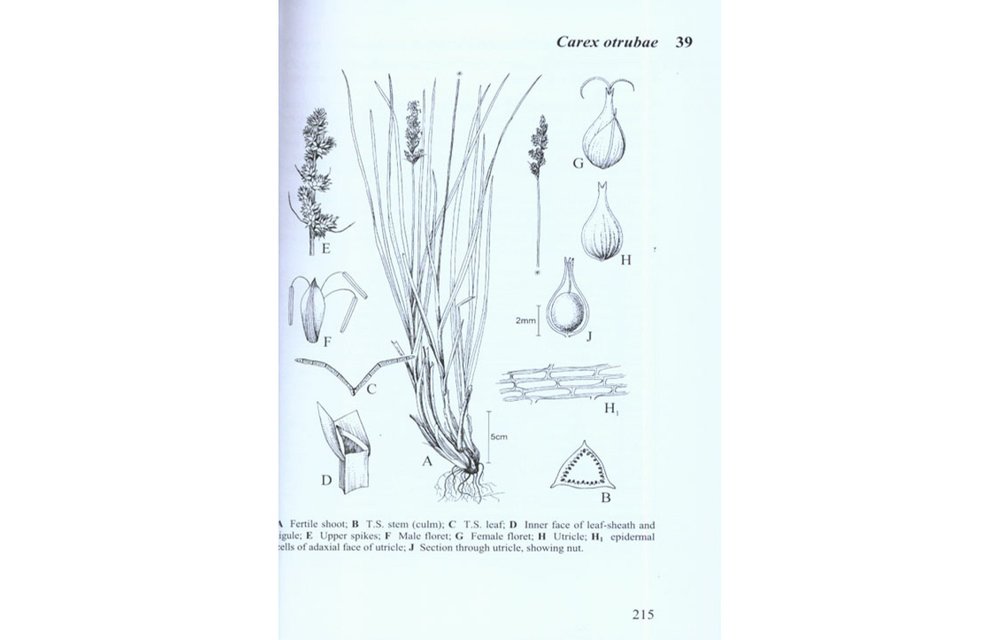 Sedges of the British Isles - BSBI Handbook No. 1