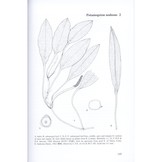 Pondweeds of Great Britain and Ireland - BSBI Handbook No. 8