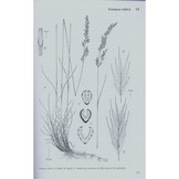 Grasses of the British Isles - BSBI Handbook No. 13