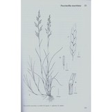 Grasses of the British Isles - BSBI Handbook No. 13