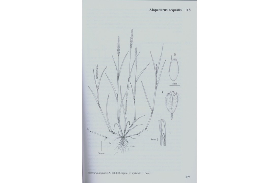 Grasses of the British Isles - BSBI Handbook No. 13