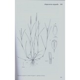 Grasses of the British Isles - BSBI Handbook No. 13