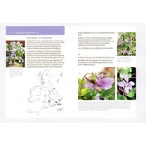 Violas of Britain and Ireland - BSBI Handbook No. 17